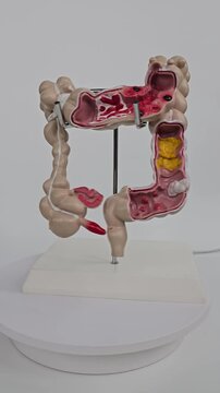 Detailed model of human digestive system showcasing anatomy and function for educational purposes