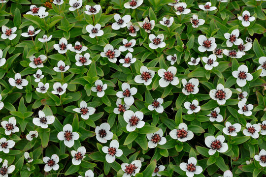 Dwarf cornel (Cornus suecica) in flower, Varanger, Norway. July. 