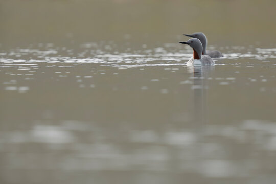 Two Red-throated divers (Gavia stellata) on water, Varanger, Norway. July. 