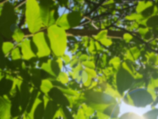 Blurred green abstract spring background