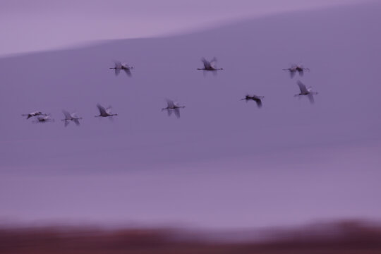 Cranes (Grus grus) flock in flight at dawn, Tablas de Daimiel National Park, Ciudad Real, Spain. December. 