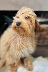 Dog with fur in motion, drying off after the bath.