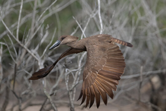 Hamerkop (Scopus umbretta) in flight, Allahein river, The Gambia. 