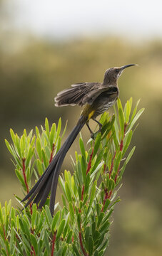 Cape sugarbird (Promerops cafer) male, landing on a sprig of vegetation, Kirstenbosch Botanical Gardens, Cape Town, South Africa. 