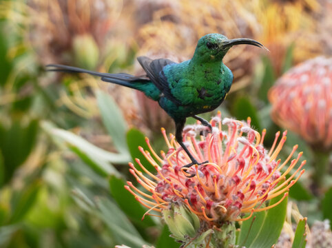 Malachite sunbird (Nectarinia famosa) male, perched on a Sugarbush (Protea sp.) flower head cleaning its tongue after feeding, Malgas, Cape Province, South Africa. 