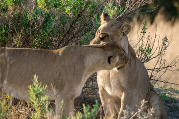 lioness in the savannah, Animal of africa