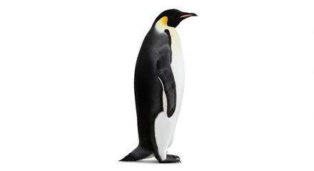 Fototapeta premium Emperor penguin standing upright full