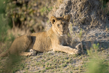 lioness in the savannah, Animal of africa