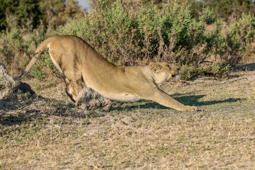 lioness in the savannah, Animal of africa