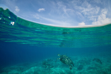 アオウミガメ　小笠原　東京都