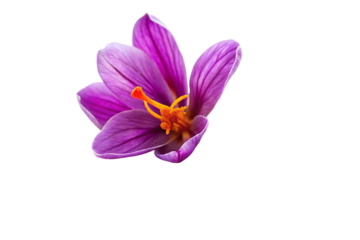 A saffron pistil displayed against isolated on white background PNG. GENERATIVE AI