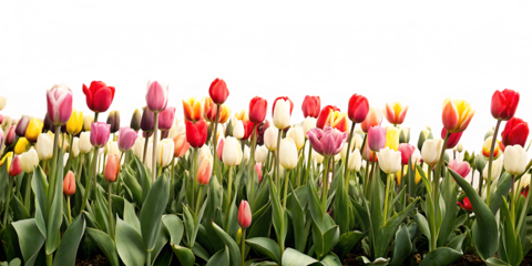 A tulip field isolated on white background PNG. GENERATIVE AI