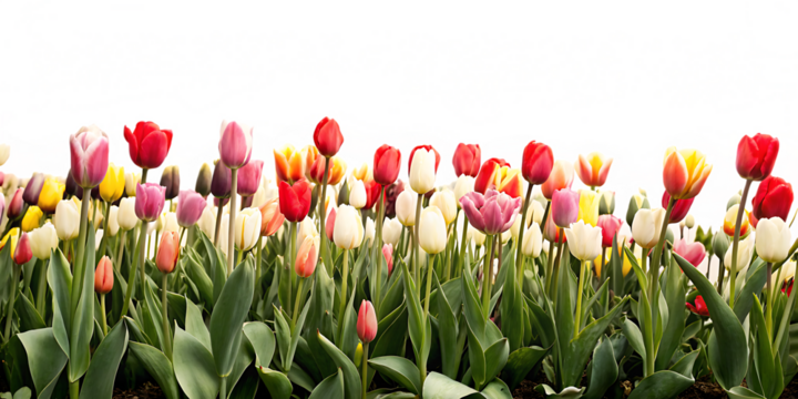 A tulip field isolated on white background PNG. GENERATIVE AI - Powered by Adobe