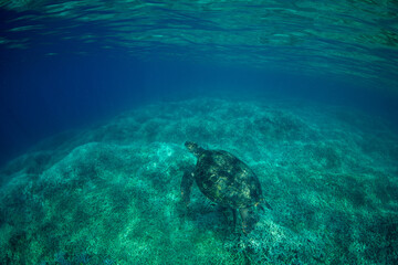 アオウミガメ　小笠原　東京都