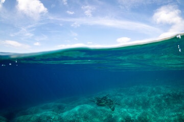 アオウミガメ　小笠原　東京都