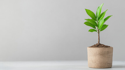 Fototapeta premium small green plant growing in pot symbolizes growth and potential