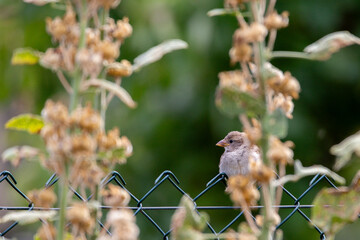 Spatz sitzt auf einem Gartenzaun