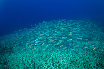 ホウセキキントキ　小笠原　東京都