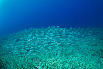 ホウセキキントキ　小笠原　東京都