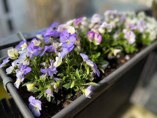 Colourful mixed Viola Cornuta pansy flowers in decorative flower pot in balcony terrace garden	