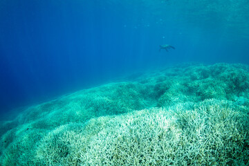 スギノキミドリイシ　小笠原　東京都