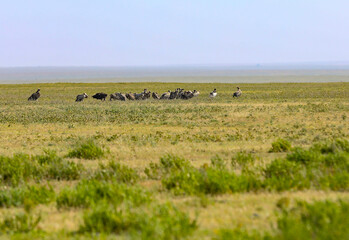 Geier direkt an der Stra&szlig;e