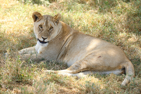 Löwin grinsend im Schatten