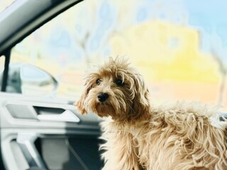 Cute puppy inside the car, curiously observing.