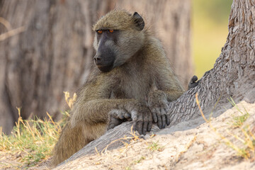 Chacma baboon (Papio ursinus) in a relaxed pose in the wilderness of northern Namibia