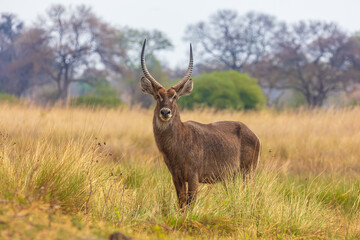 Waterbuck (Kobus ellipsiprymnus) male standing in tall grass