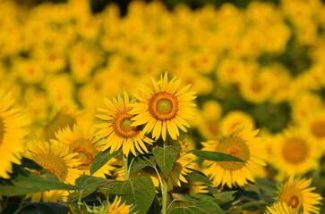 ひまわり　畑　真夏