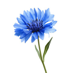 Vibrant blue cornflower blossom isolated transparent background floral