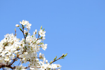 春、青空に咲く季の花