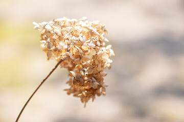 春の枯れ紫陽花