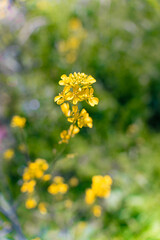 多摩川沿いに咲く菜の花と川面の風景（狛江・登戸・調布エリア）