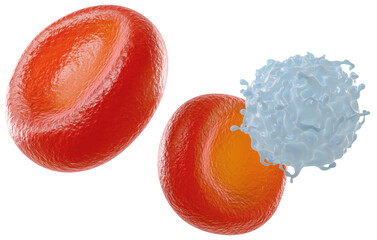 Red Blood Cell and White Blood Cells