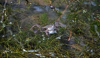 Mating frogs in a local pond
