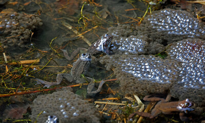 Mating frogs in a local pond