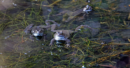 Mating frogs in a local pond