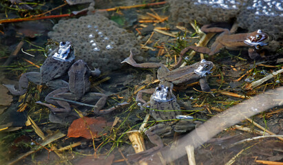 Mating frogs in a local pond