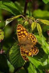 A beautiful butterfly with intricate patterns rests gently on vibrant green leaves, creating a serene scene in nature's embrace.
