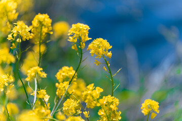多摩川沿いに咲く菜の花と川面の風景（狛江・登戸・調布エリア）