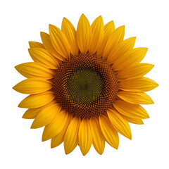 Fototapeta premium Blooming Yellow Sunflower – Transparent Background PNG for Graphic Design and Art