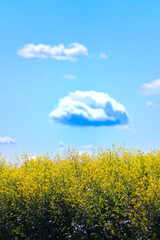 印象的な雲と青空、咲き誇る菜の花が織りなす春のアート風景