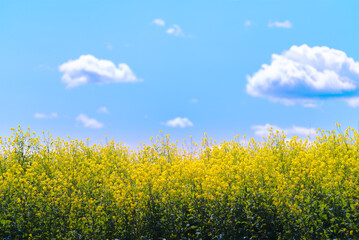 印象的な雲と青空、咲き誇る菜の花が織りなす春のアート風景