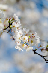 多摩川沿いに咲く桜と春の空｜狛江・登戸・調布エリアの春風景