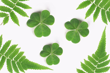 clover leaves on a nature background