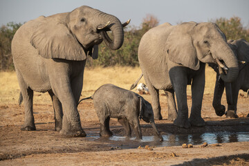 Fototapeta premium Tender Moment Between Elephant Mother and Calf ,Elephant Family in Perfect Harmony – Animal of Africa