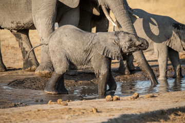 &bull;	Tender Moment Between Elephant Mother and Calf ,Elephant Family in Perfect Harmony &ndash; Animal of Africa
