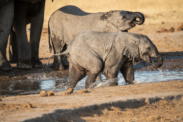 Fototapeta premium Tender Moment Between Elephant Mother and Calf ,Elephant Family in Perfect Harmony – Animal of Africa 